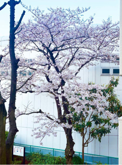 クレール亀戸　角　部屋　リ　ノベーションのその他