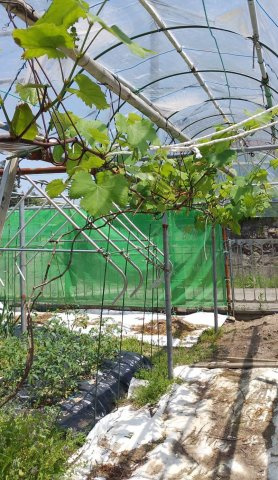 廿日市市津田字大別府　土地の外観