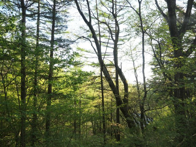 せせらぎの森①のその他