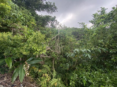 【外観】 | 沖縄市嘉間良3丁目（墓地用地・約20坪） | 墓地用地※2023.6.5撮影