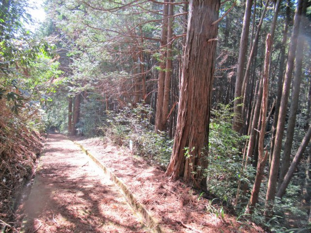 伊豆エメラルドタウン⑱の前面道路含む現地写真