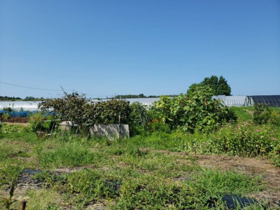 【外観】 | 鳥取市賀露町西１丁目畑
