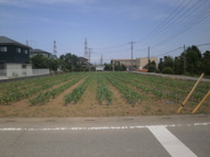 深谷市岡 600万 土地の画像