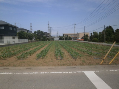 【外観】 | 深谷市岡 600万 土地 | 南側公道から