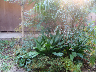 【庭】 | 三島貸家