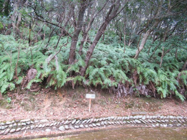 丸美リッチランド斧峠②