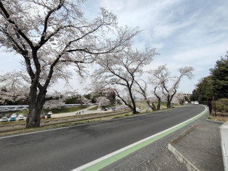 【周辺】 | 春は桜が満開で綺麗な通りです。岡山城も見えます♪
