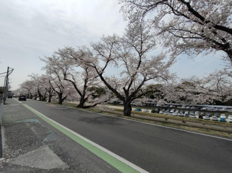 【周辺】 | 春は桜が満開で綺麗な通りです。岡山城も見えます♪