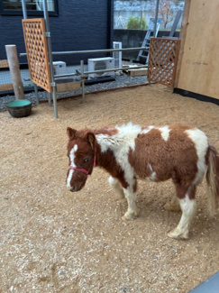 【その他】 | 大津市真野4丁目15-43　中古戸建 | お隣の方がポニーを飼われています、動物好きの方には楽しみが増えますね