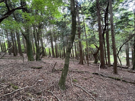【外観】 | 東急天城高原別荘地　売地