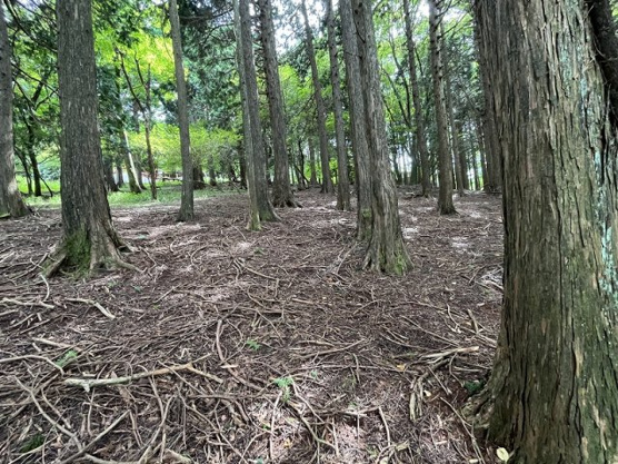 【外観】 | 東急天城高原別荘地　売地