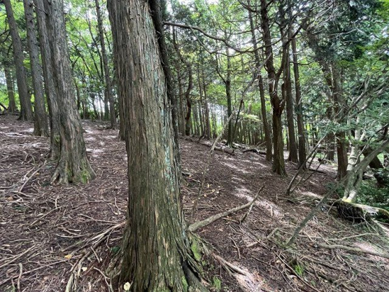 【外観】 | 東急天城高原別荘地　売地