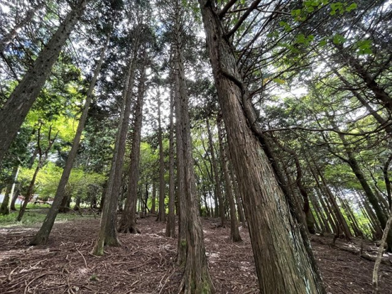 【外観】 | 東急天城高原別荘地　売地