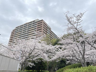 【外観】 | ロイヤルアーク泉ヶ丘 | 桜の季節はすぐの公園が綺麗に咲いています