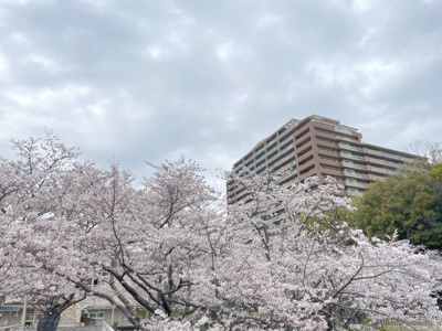 【外観】 | ロイヤルアーク泉ヶ丘 | 桜の季節はお部屋からも桜が綺麗に見えます。勝手口から出て公園に降りて、桜並木の散歩も楽しめます。