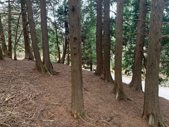 【外観】 | 東急天城高原別荘地　売地