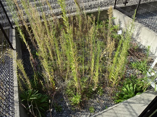 レオパレスＭの庭