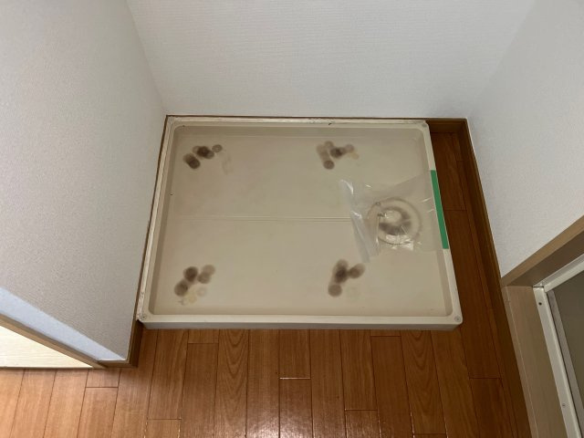 フォレスト光のその他