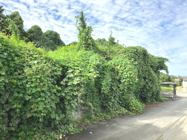 糟屋郡粕屋町大字大隈字原　土地の外観|糟屋郡粕屋町大隈の土地です！
