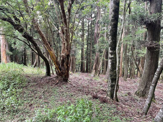 【外観】 | 東急天城高原別荘地　売地