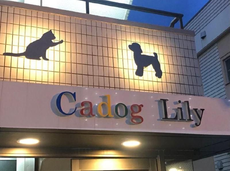 Cadog Lilyの画像