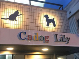 Cadog Lilyの画像