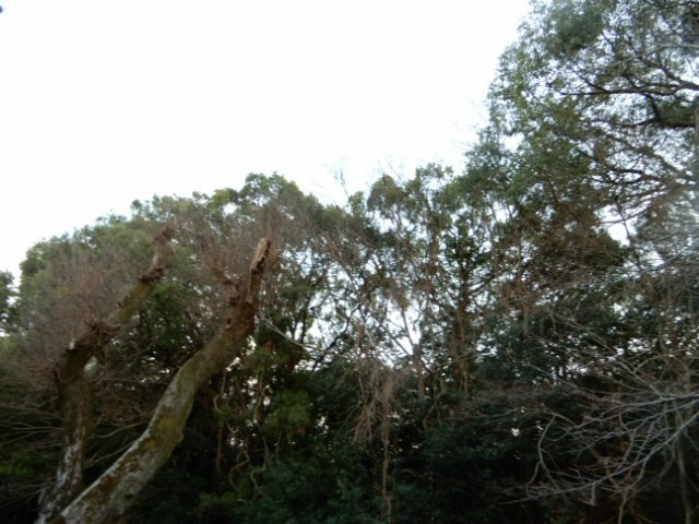 シラサギの展望