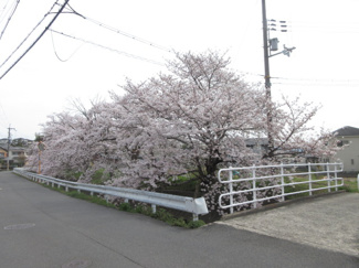 【外観】 | 周辺桜並木