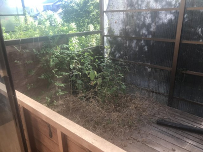 【庭】 | 鳥取市数津中古戸建て