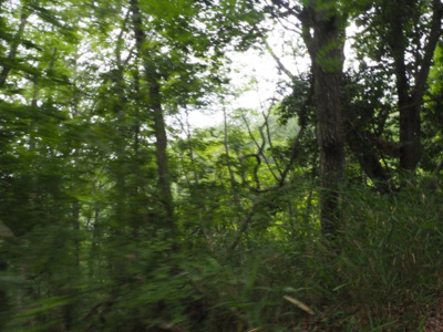 【周辺】 | 加東市天神　山林