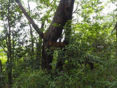 【周辺】 | 加東市天神　山林