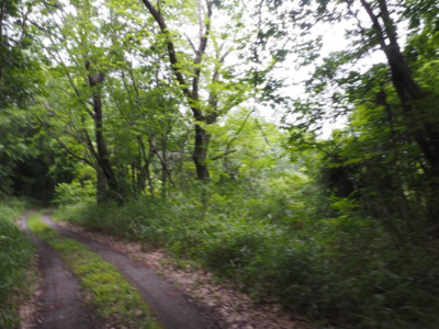 【周辺】 | 加東市天神　山林