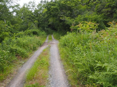 【周辺】 | 加東市天神　山林