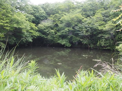 【周辺】 | 加東市天神　山林