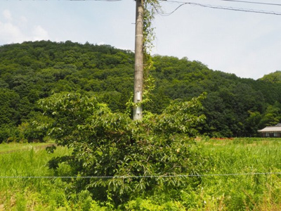 【周辺】 | 丹波市氷上町福田　土地