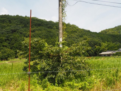 【外観】 | 丹波市氷上町福田　土地
