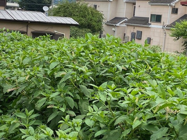 【外観】 | 土地購入を検討されている場合、境界杭がない状態で購入してしまうと境界確定測量をする必要があり、費用がかかります。購入の前に、売主、隣土地所有者立ち合いのもと境界を確定し境界杭を設置するのがベストです。