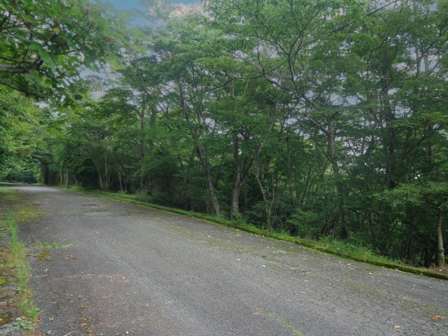富士急十里木高原別荘地⑧　芙蓉の森林の前面道路含む現地写真