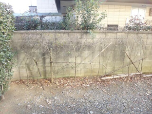 専用庭