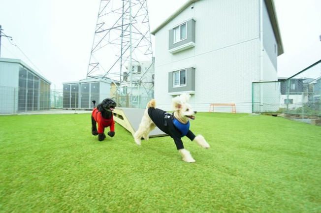 ドッグラン