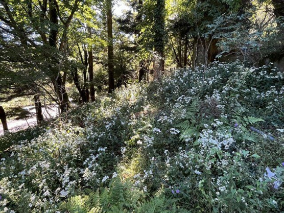 【外観】 | 東急天城高原別荘地　売地