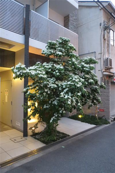【外観】 | ロイヤルレジデンス北梅田