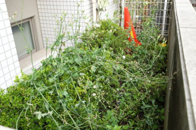 【庭】 | アンビシャス八王子 | 物件によっては、入居者が個人的に使用できる専用庭がついているものもあります。また、住宅の中にある土間の部分を庭と呼ぶこともあります。庭の用途は住む人によって変わり、それによってデザインもさまざまです。