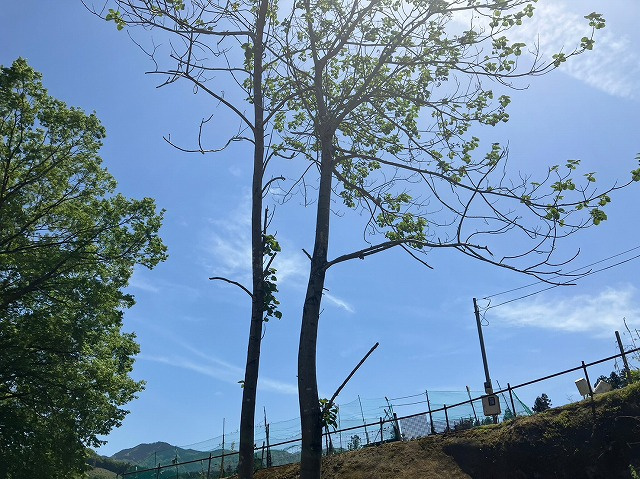 【展望】 | 桜や紅葉の名所に出かける人は多いと思いますが、家にいながら季節の移ろいを感じる生活を送りませんか？リビングや窓から見える景色が生活を彩るワンポイントに！現地から見える景色を堪能してみては如何でしょう。