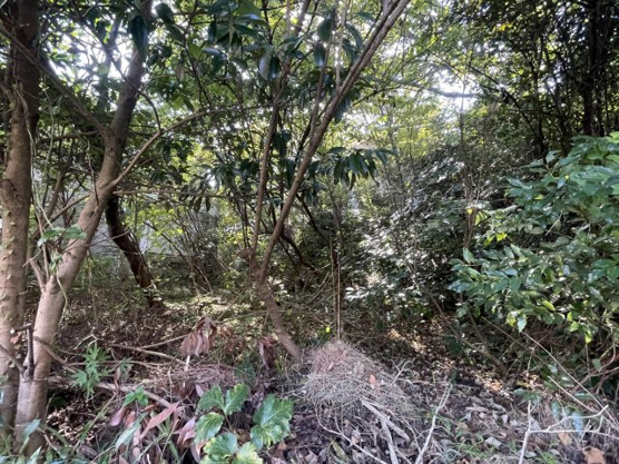 【外観】 | 大室高原別荘地　売地