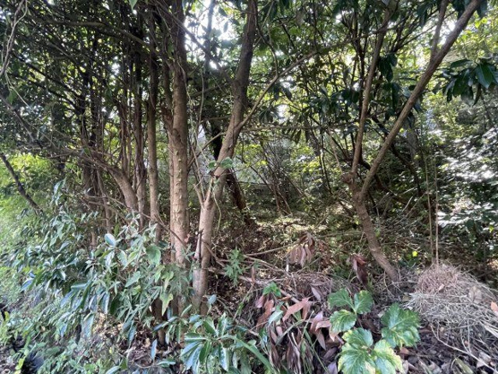 【外観】 | 大室高原別荘地　売地