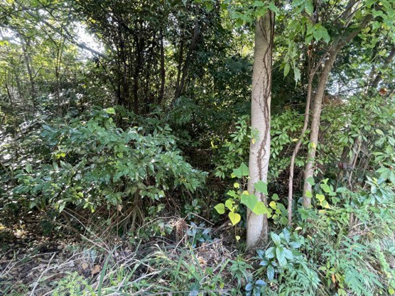 【外観】 | 大室高原別荘地　売地