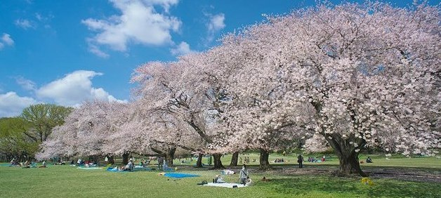 スカイコート成城学園前の周辺