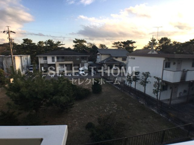  | タウニィニューパイン