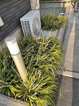 プレシャス　モカのその他